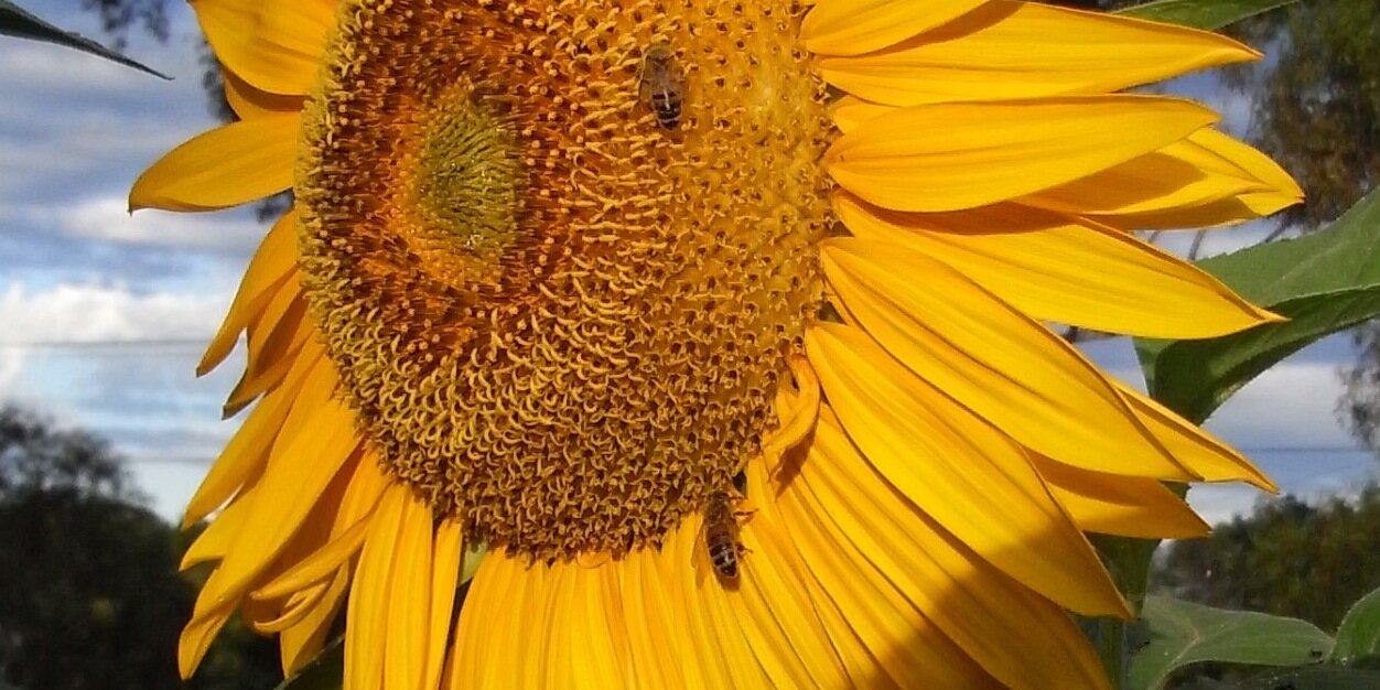 SunEconomy's profile banner image