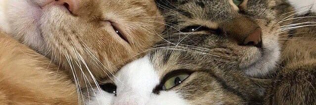 FerrazCssia's profile banner image