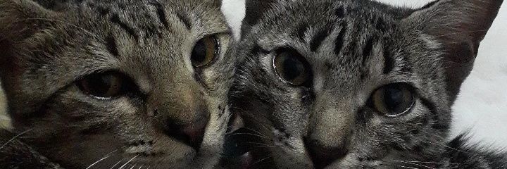 Alanisokkk's profile banner image