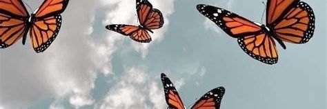 giuliduca's profile banner image