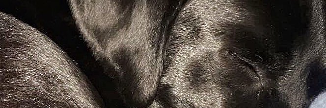 thetempestt's profile banner image