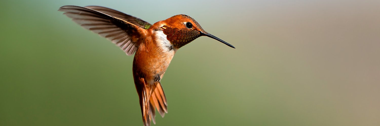 Frank Hatcher banner