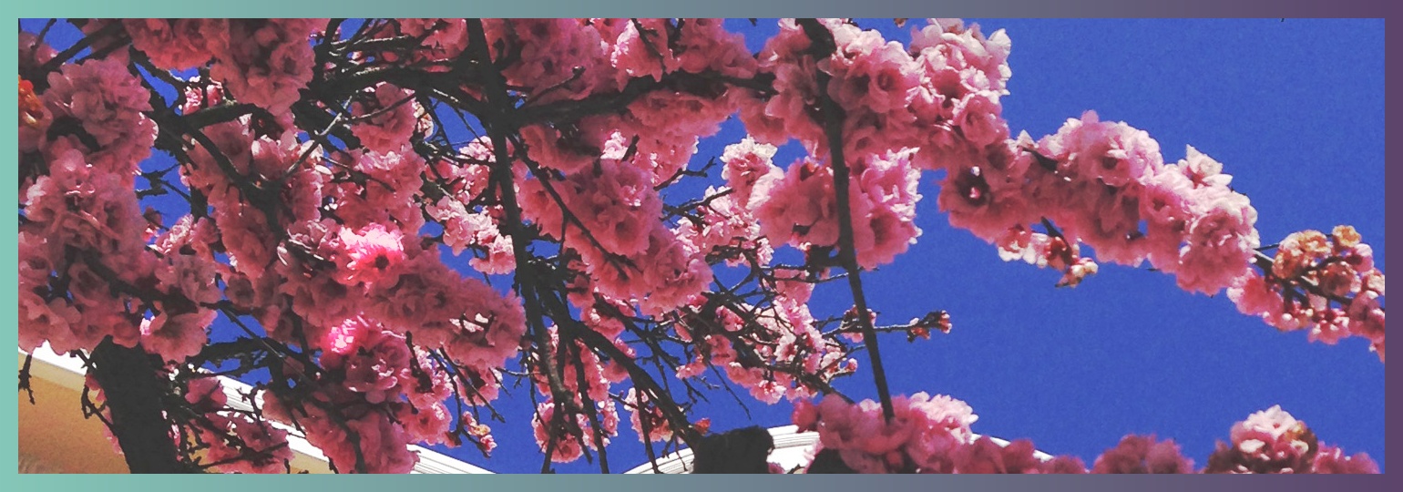 annclrax's profile banner image