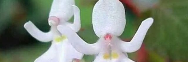 AsmaraShany's profile banner image