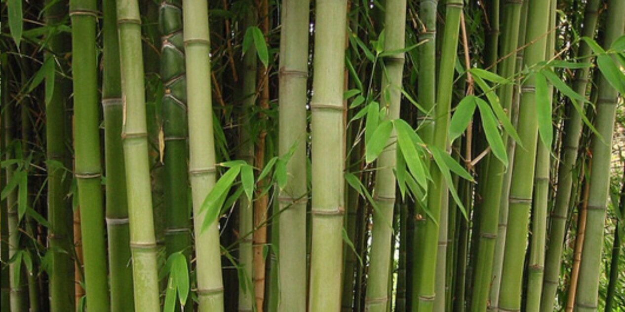 Adarsh Mishra banner