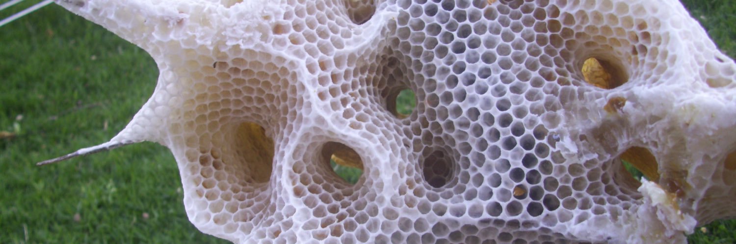 BeesBegone's profile banner image