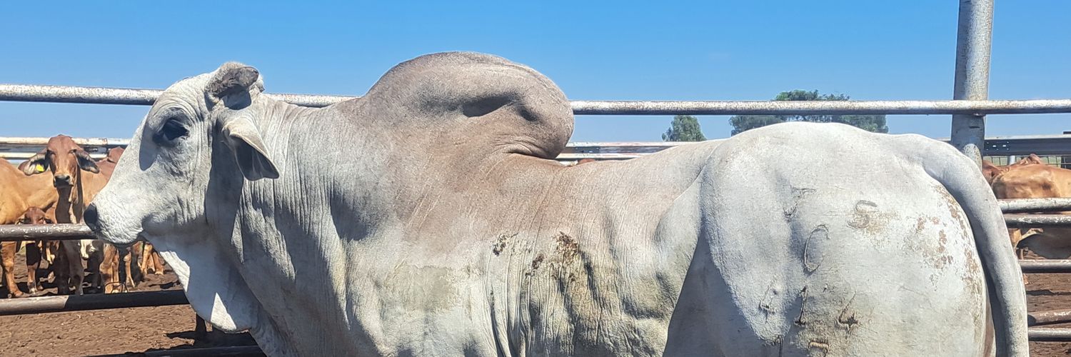 _Sandisile_'s profile banner image