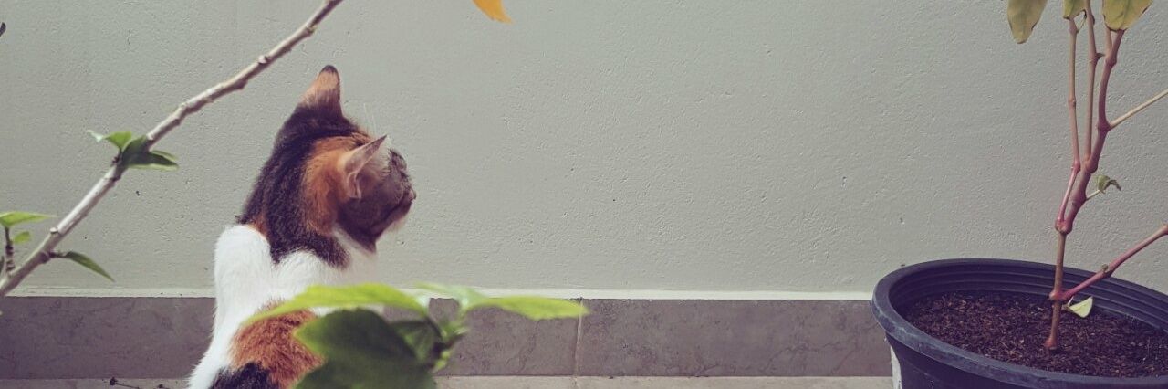 amrizlyn's profile banner image