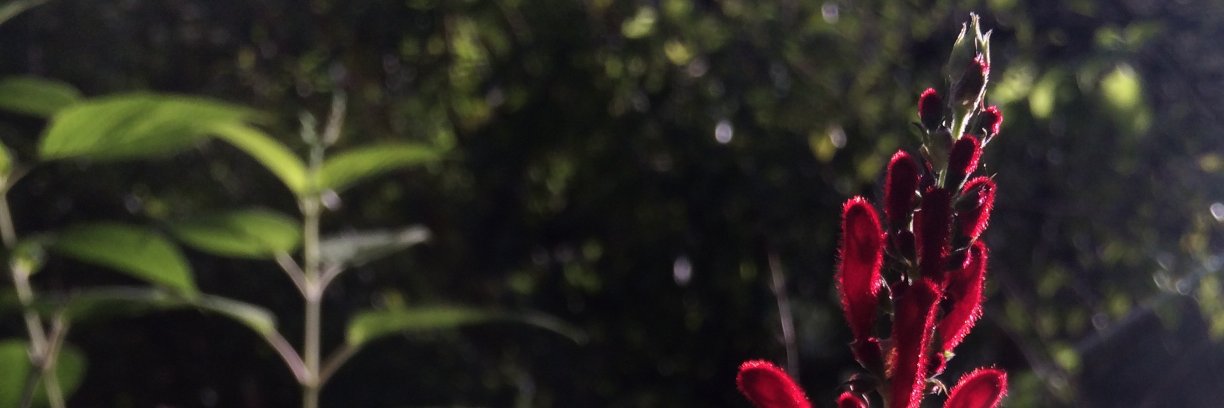 fangsey's profile banner image
