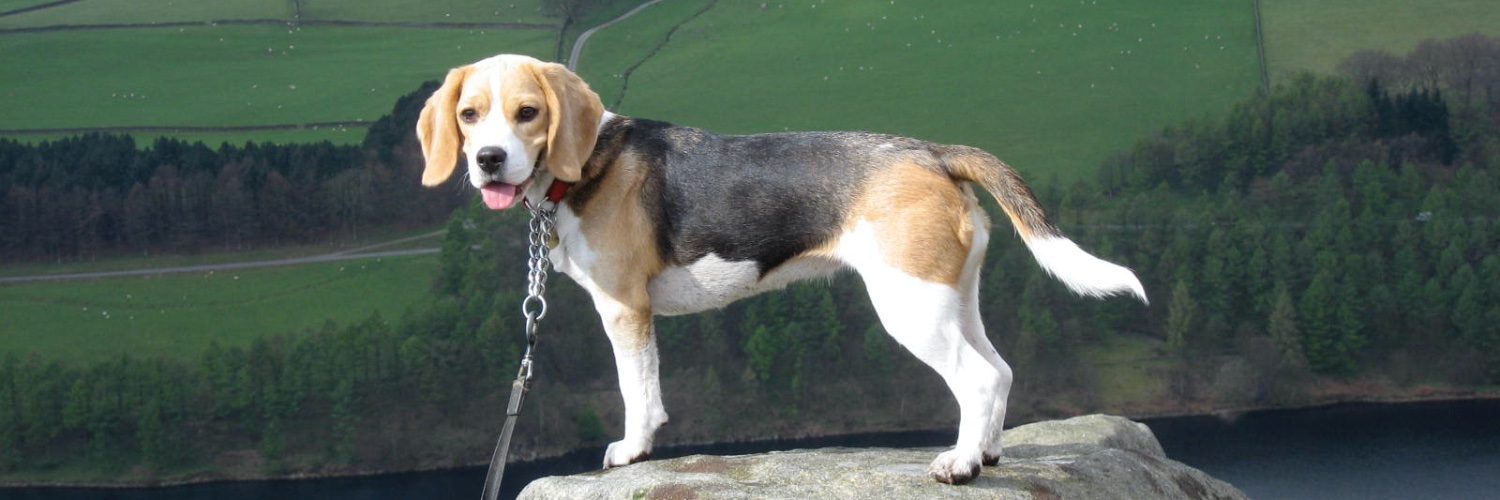 ANGELS RUBY & Mr D! Captain H now in charge! banner