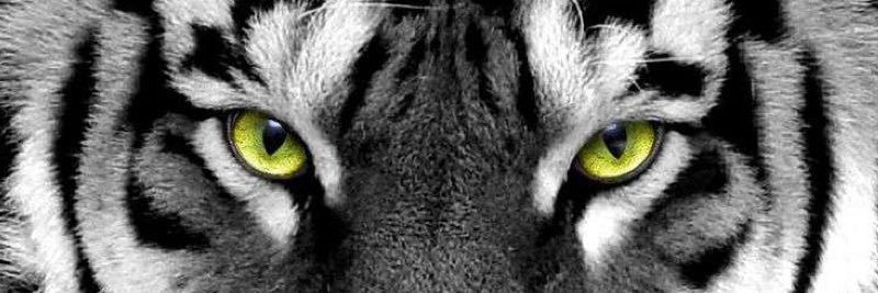 Tom banner