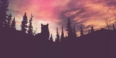 gevgevd's profile banner image