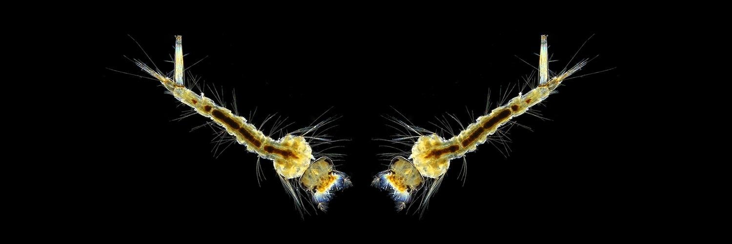 Quekett Microscopy banner