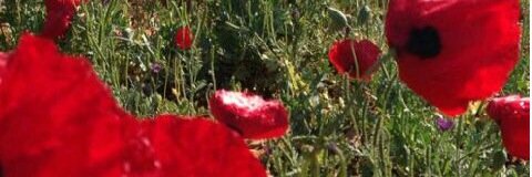4949_ahaat's profile banner image
