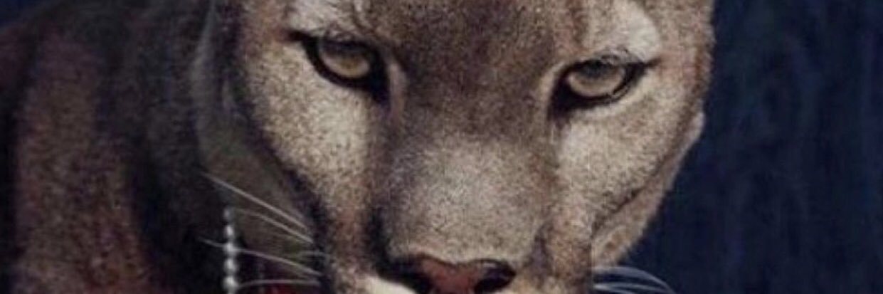 Eliffk26's profile banner image