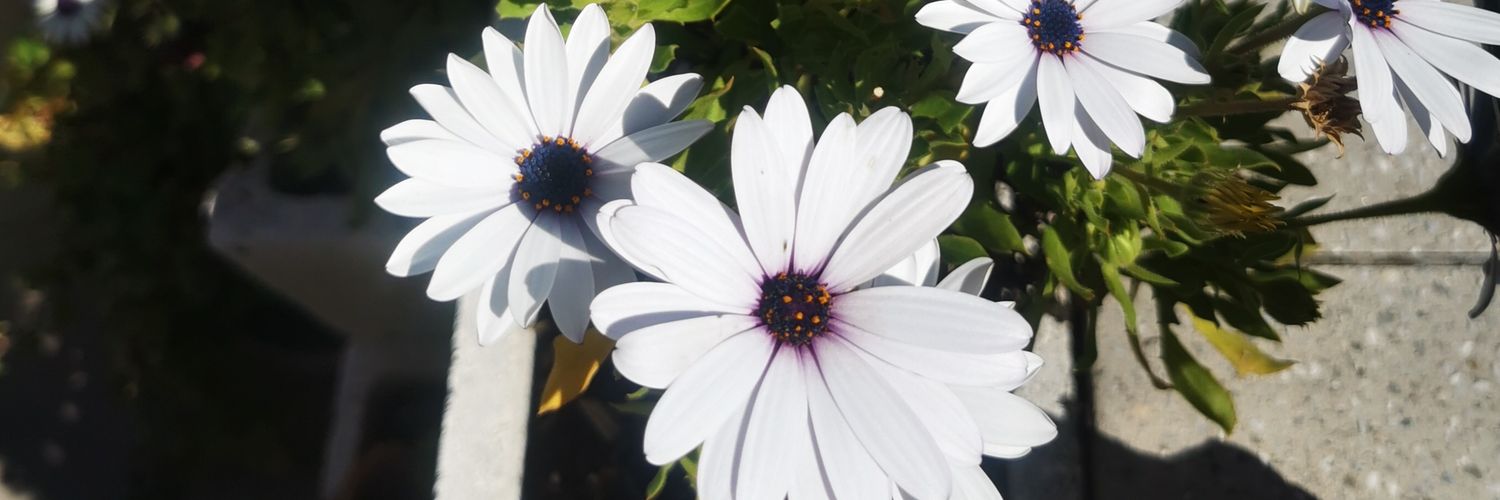 rossebul's profile banner image