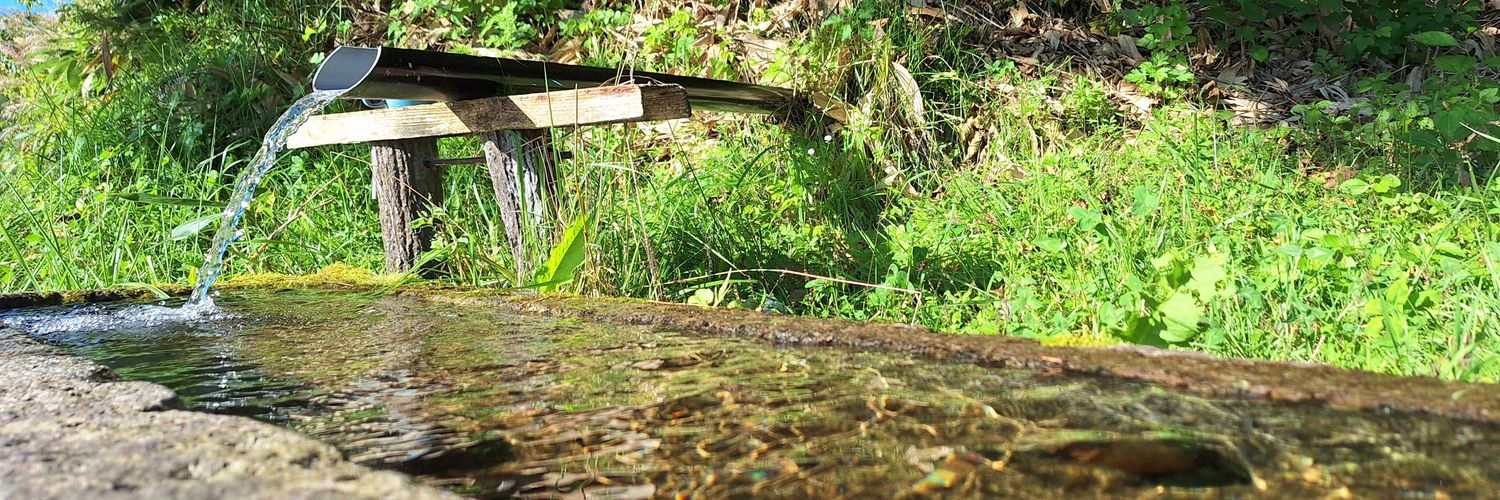 淑やかなゴリラ🎲 banner