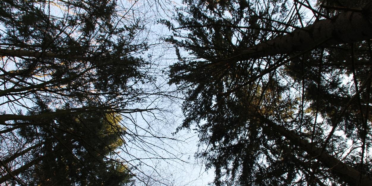 Pauli_Immig's profile banner image