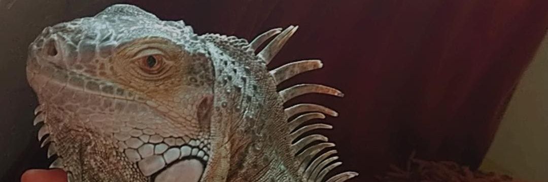 camiicastello's profile banner image