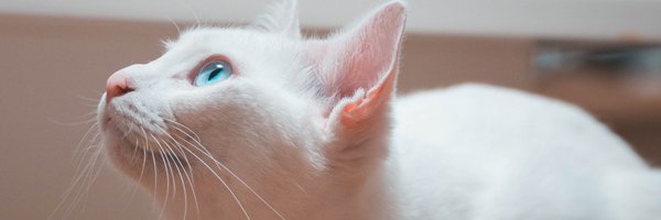 mmn_oryo Profile Banner
