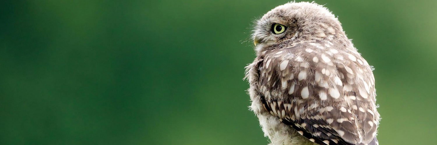 Birds of Prey banner