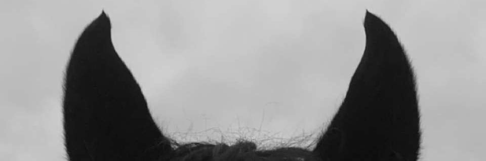 MainaKamann's profile banner image