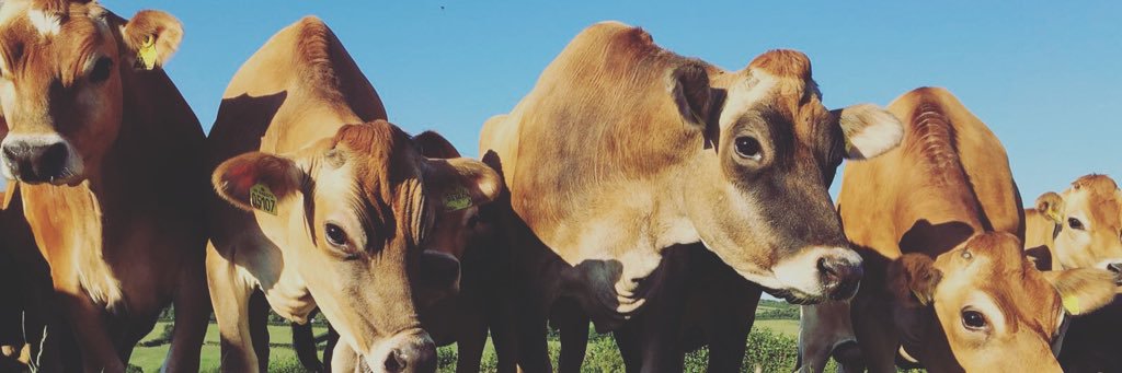 Kernow Farm & Equine banner