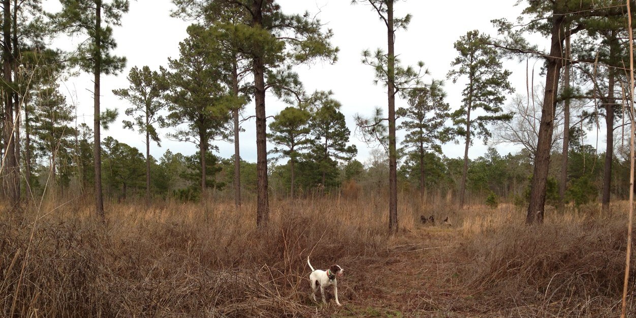 Birddog_jay's profile banner image
