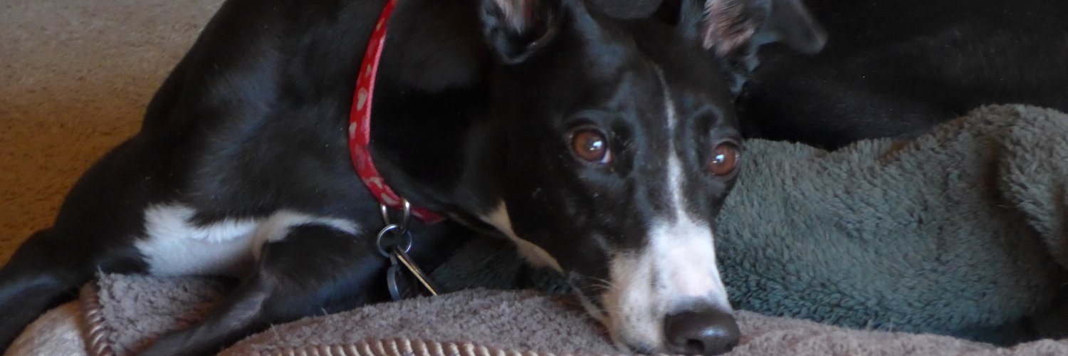 AZHeartHounds's profile banner image