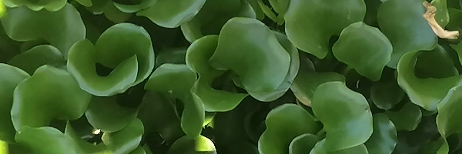 Maria Isabel M banner