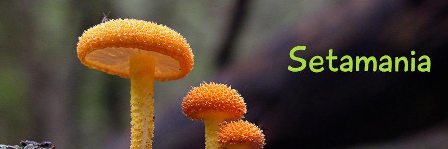 Setamaniablog's profile banner image