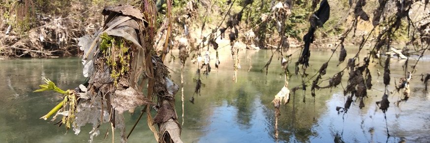 Dr Luca Gallitelli, PhD banner