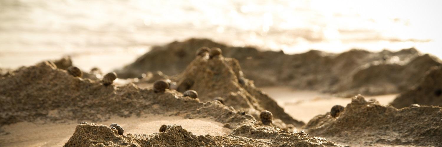 Stefy Floridia ॐ banner