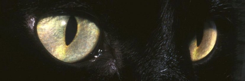 thenamescho's profile banner image