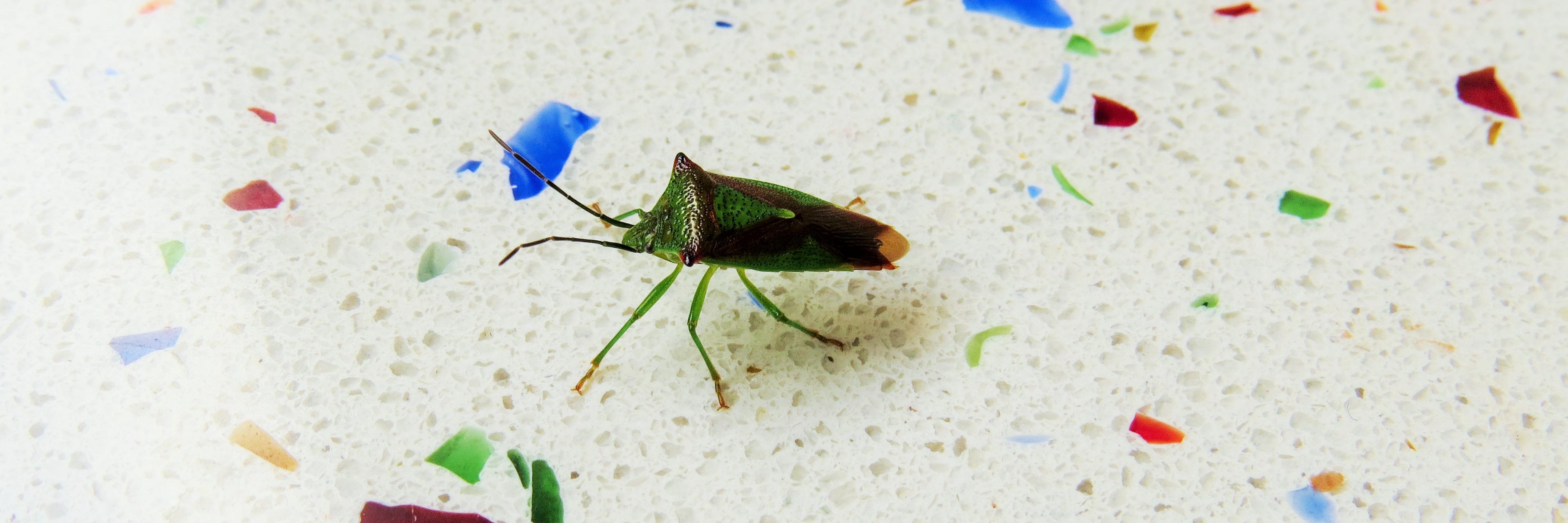 Bug_Woman's profile banner image