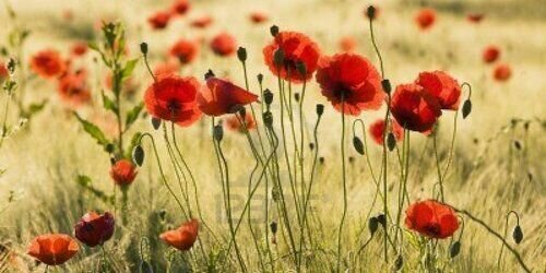 Papawers & Poësie banner