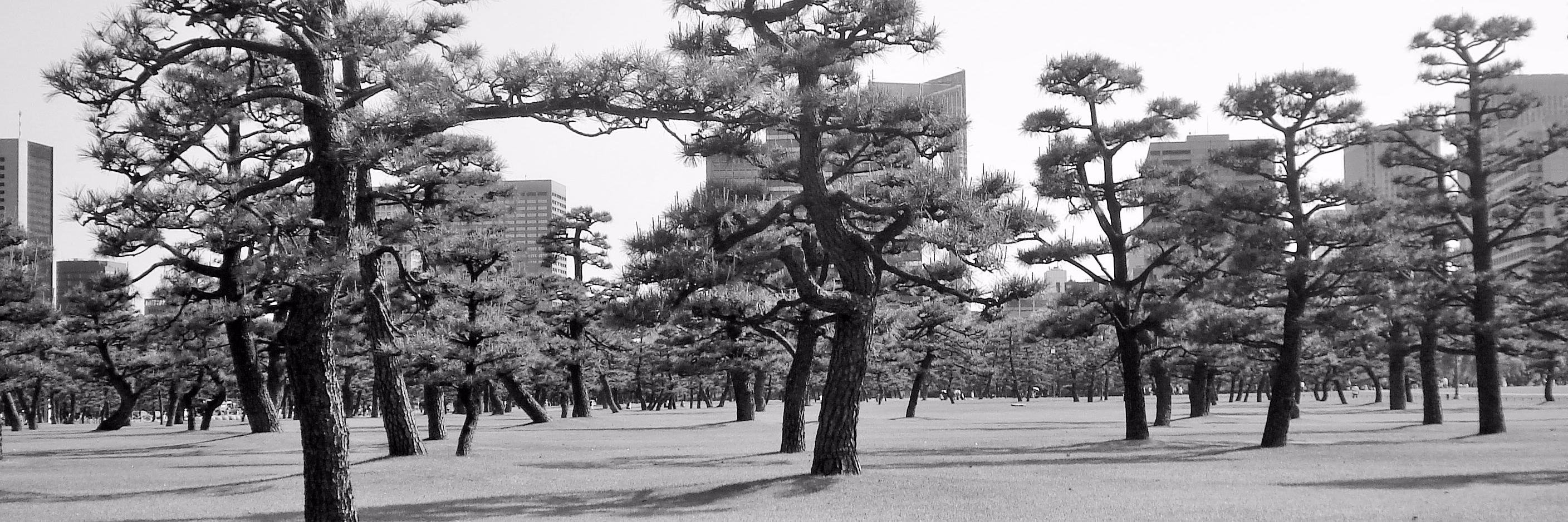 Mark Davidson banner