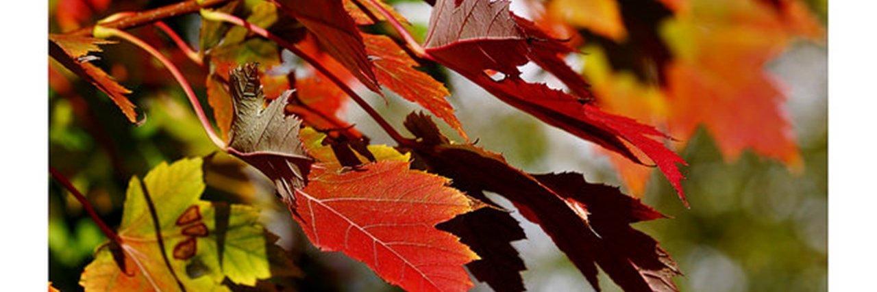 ofenseatrans's profile banner image