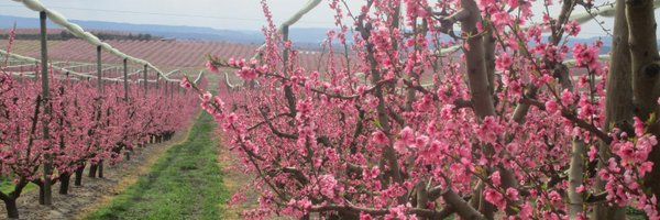 crisprat2010 Profile Banner