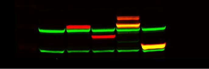 proteinfolding's profile banner image