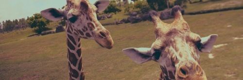HouriganFaye's profile banner image