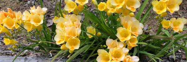 petradt Profile Banner