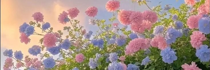 aiioeu's profile banner image