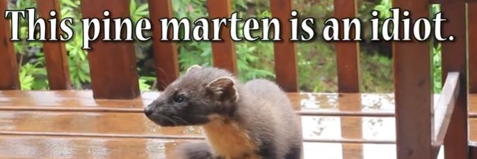 ColonCapitalT (dog arc) banner