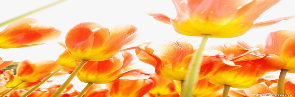 sep_aline's profile banner image