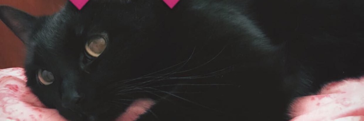 MizzHellinaEva's profile banner image
