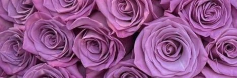AnEvilBeauty's profile banner image