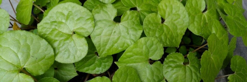 竹本 葵太夫 banner