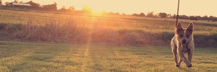 Sierra_Harney's profile banner image