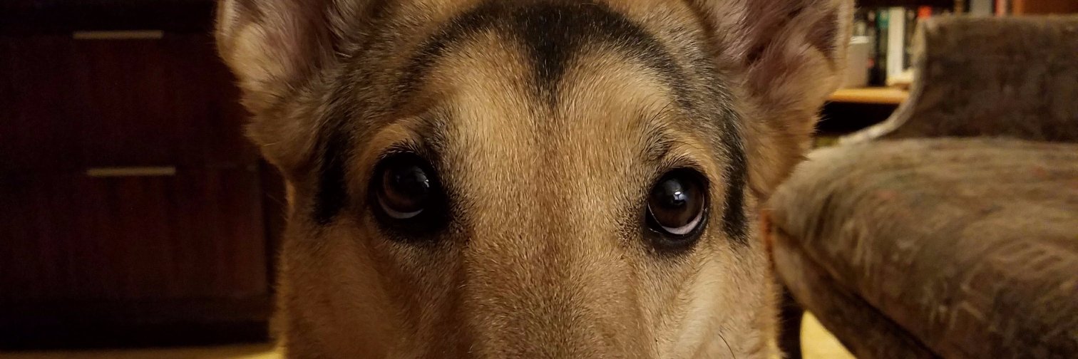 MyLifeIsARech's profile banner image